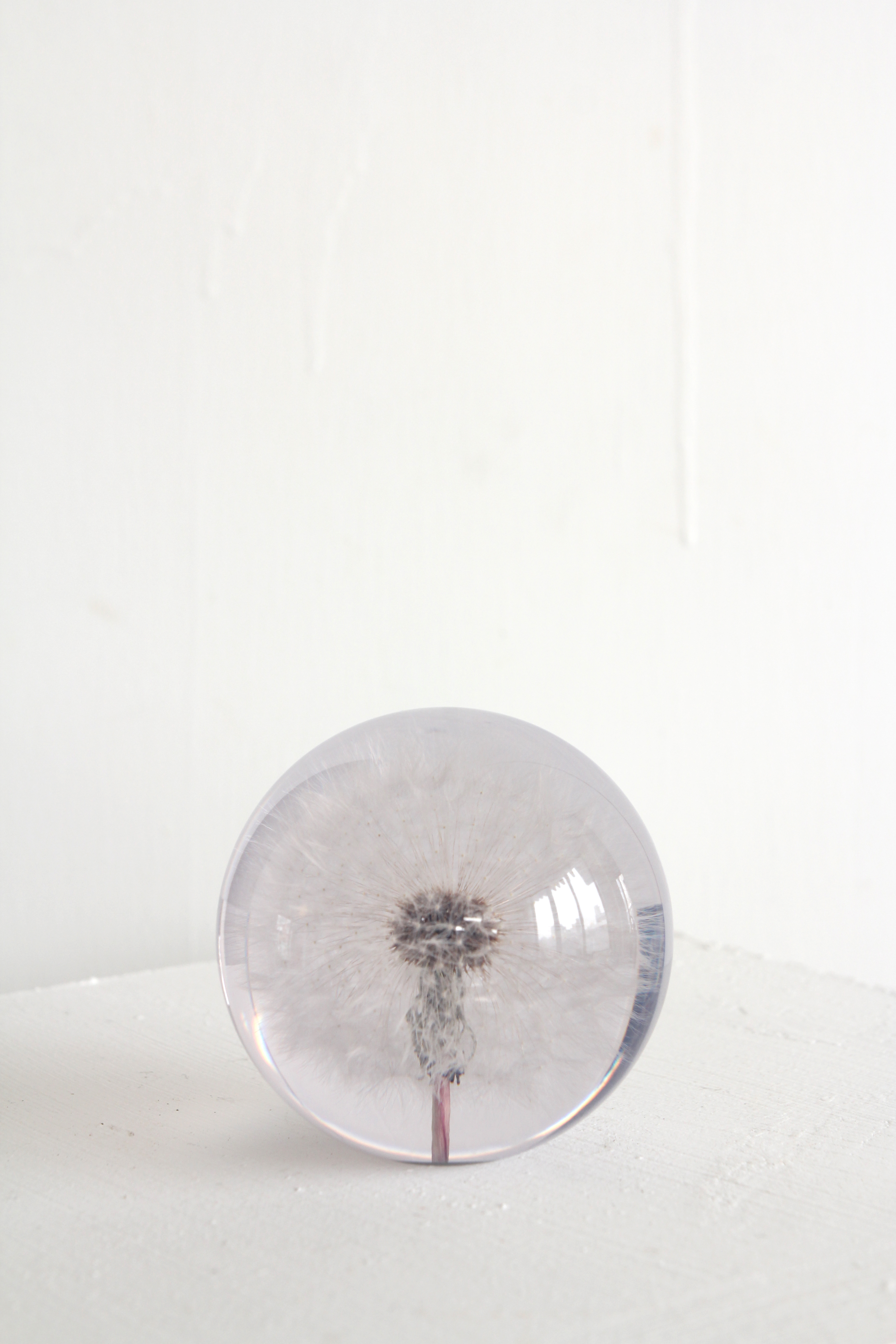 paper weight - dandelion - big